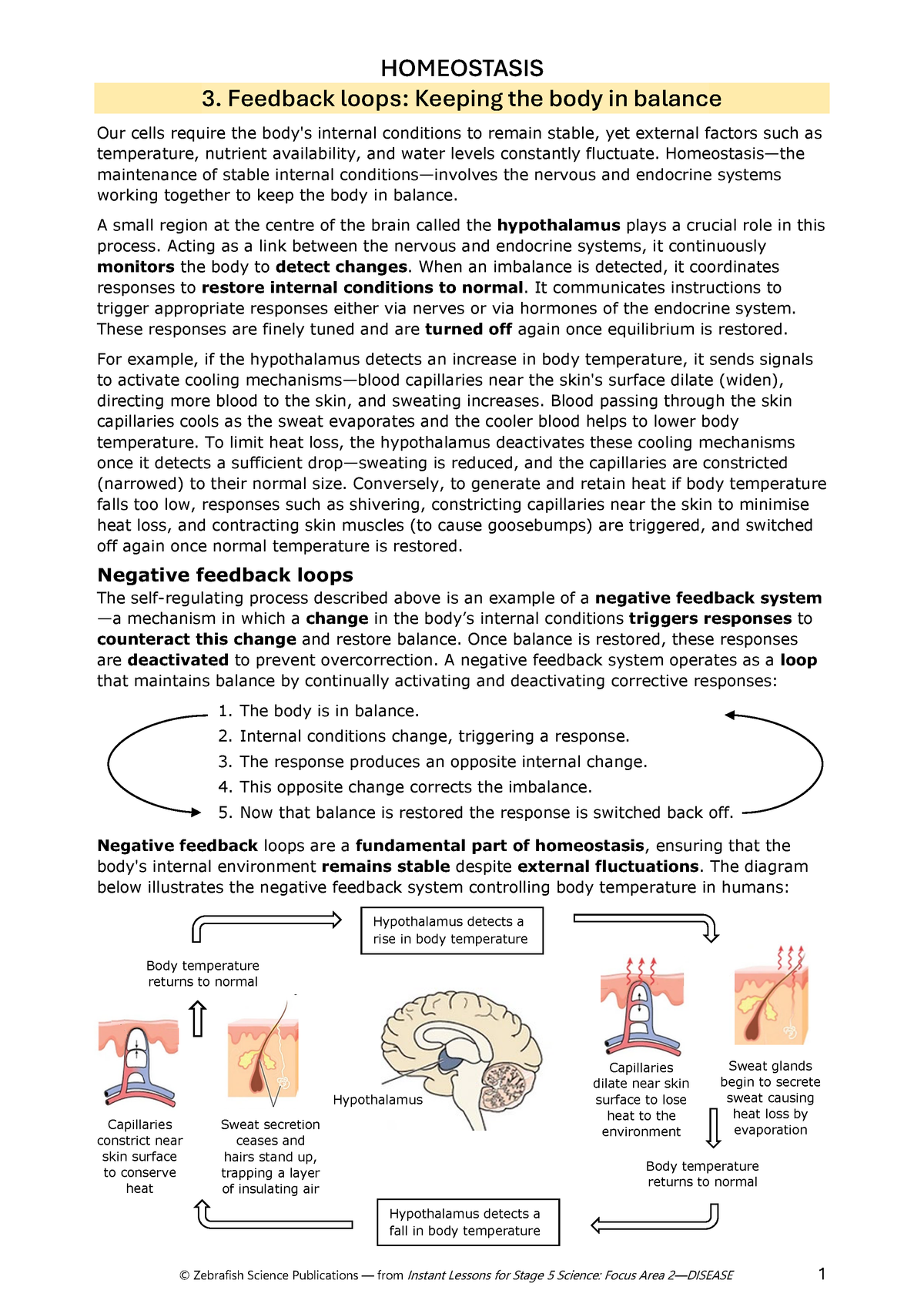 FREE WORKSHEET: Feedback loops—Keeping the body in balance